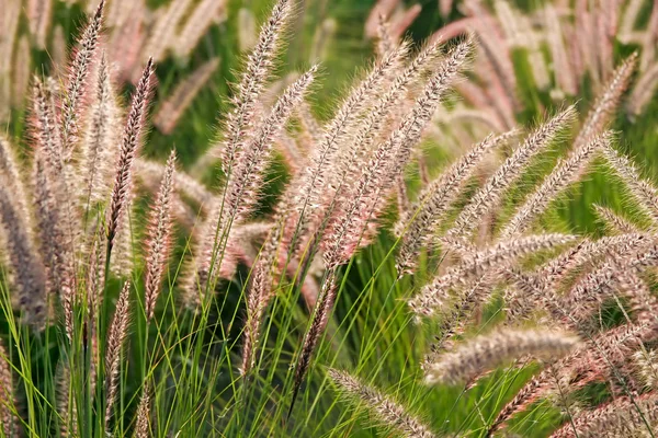 stock image Ripe cones in field