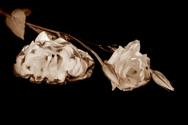 Eustoma flower (lisianthus) — Stock Photo, Image