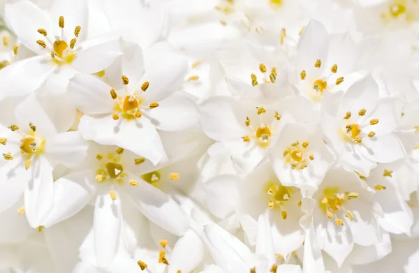 Bílé krokus květiny — Stock fotografie