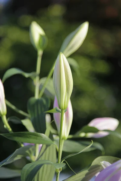 Bud lily — Stok fotoğraf