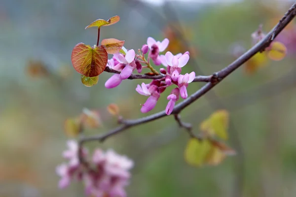 Primavera sfondo — Foto Stock