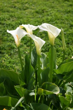 Calla lily clipart