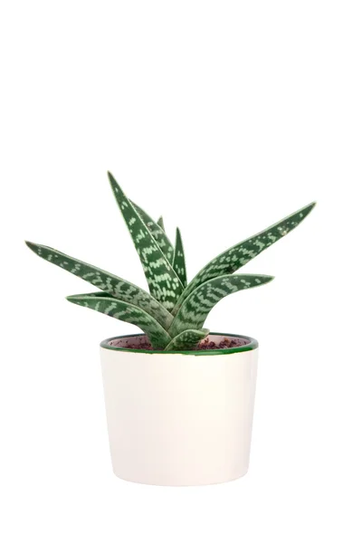 Cactus in vaso isolato — Foto Stock
