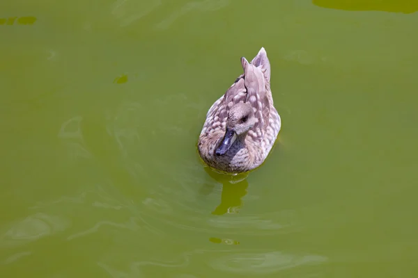 Ente im Wasser des Sees — Stockfoto