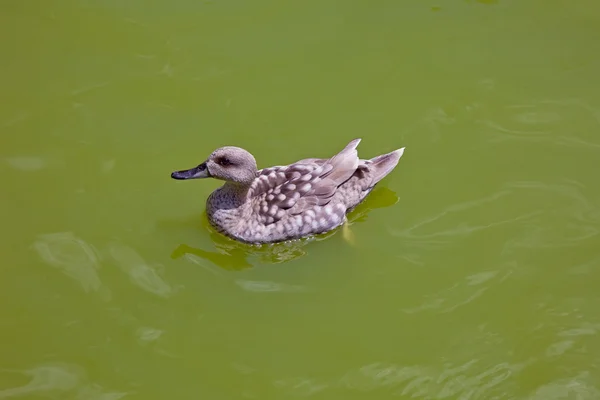 Pato na água do lago — Fotografia de Stock