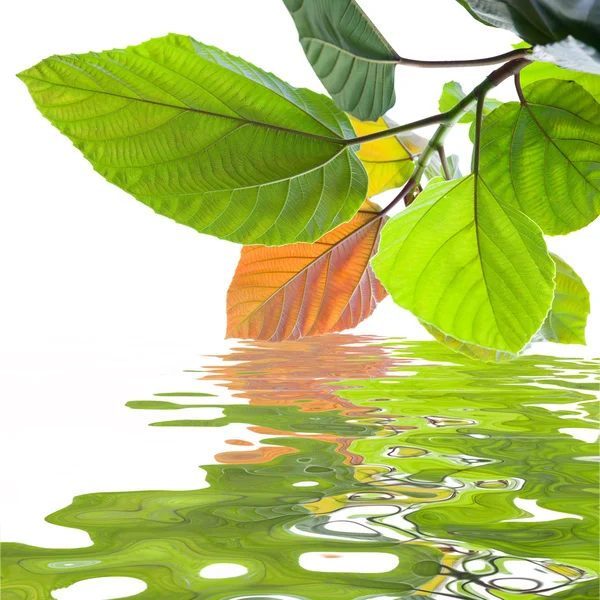 Зелене листя, що відображається у воді — стокове фото