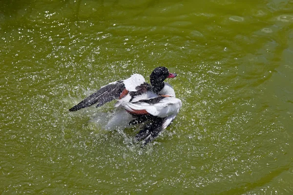 Canard dans l'eau du lac — Photo
