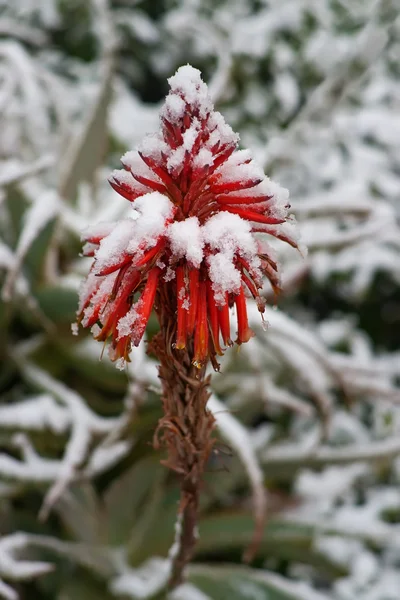 Piros virágok hó alatt — Stock Fotó