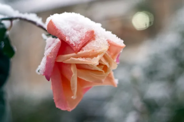 Czerwona róża pod śniegiem. — Zdjęcie stockowe