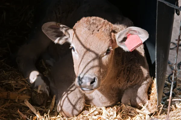 stock image Calf