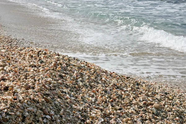 Шкаралупа на пляжі з хвилями . — стокове фото