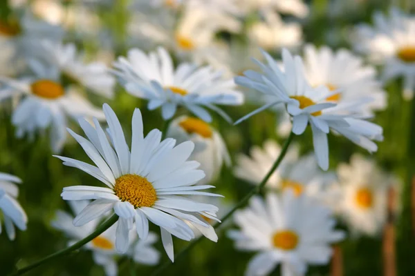 stock image Flower chamomiles