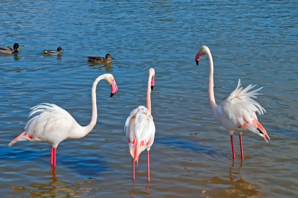 Flamingo — Stockfoto