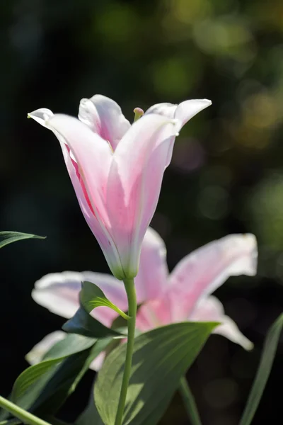Vaaleanpunainen Lily — kuvapankkivalokuva