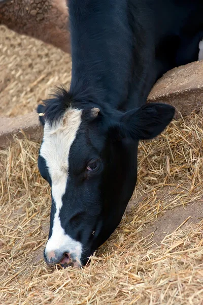 Kor i stallet — Stockfoto
