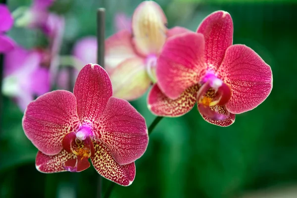 Orquídea vermelha amarela — Fotografia de Stock