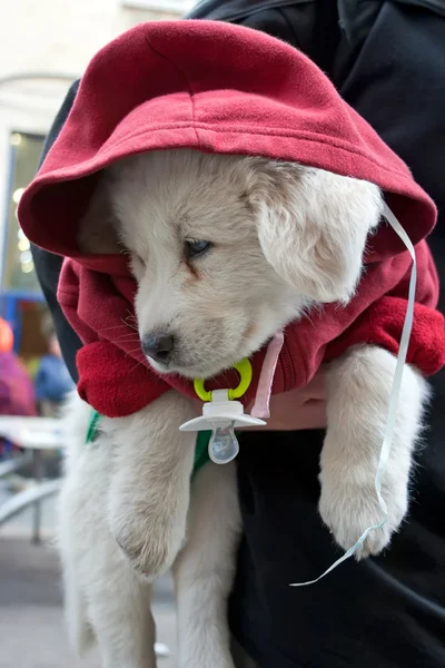 Белый щенок в красной куртке с капюшоном на шее висит — стоковое фото