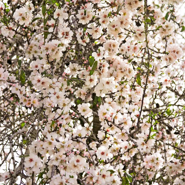 Amandelboom bloemen — Stockfoto