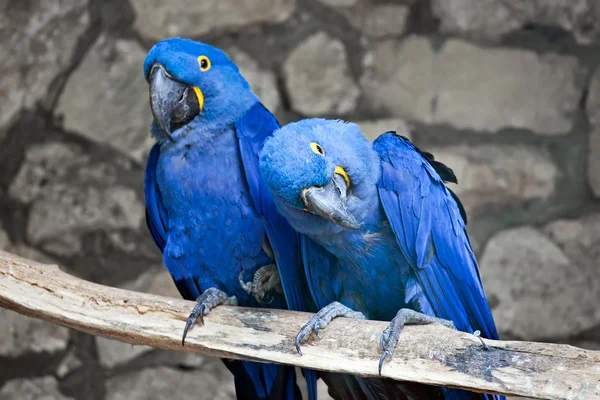 stock image Parrots