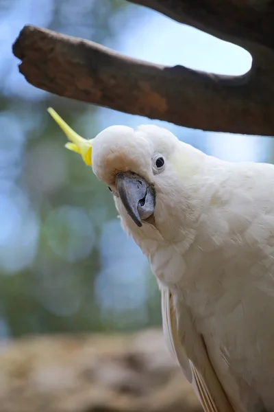 White and Yellow crested Cockatoo — Stock Photo, Image