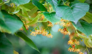 Lime-tree blossoms clipart