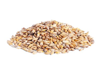 Pile Barley grain (Hordeum) isolated on white background. clipart