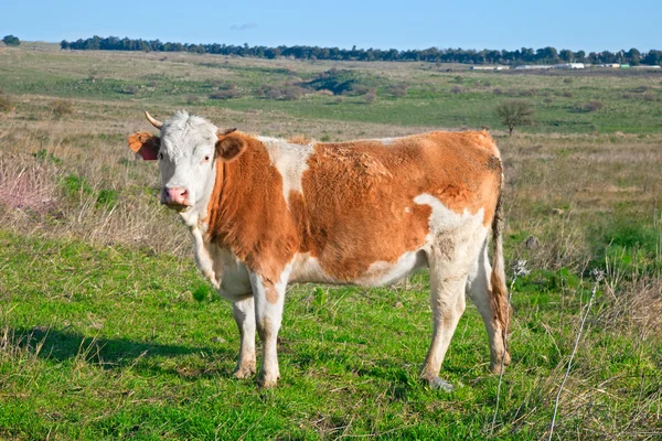 田里的奶牛 — 图库照片