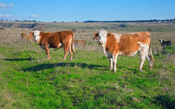 Koeien op het veld — Stockfoto