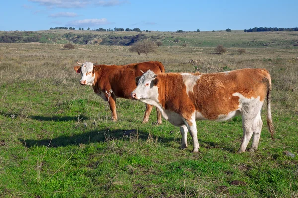 Vacas em campo — Fotografia de Stock