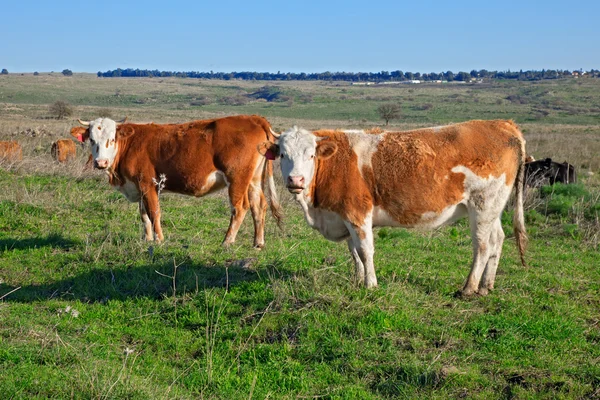 Коровы на поле — стоковое фото