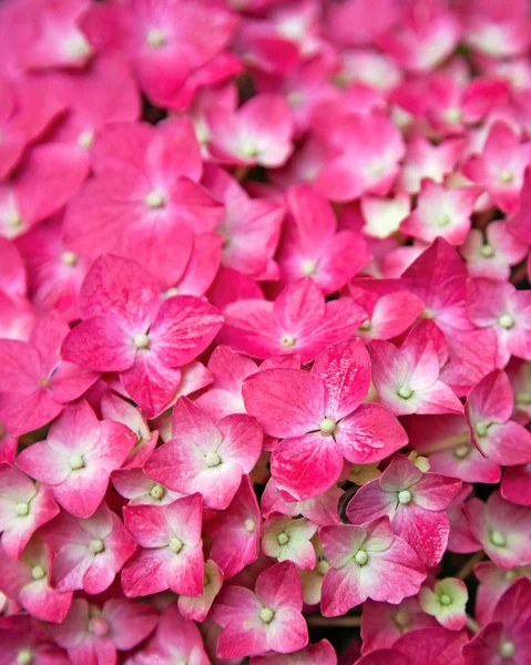 stock image Pink Hydrangea flower