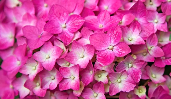 stock image Pink Hydrangea flower