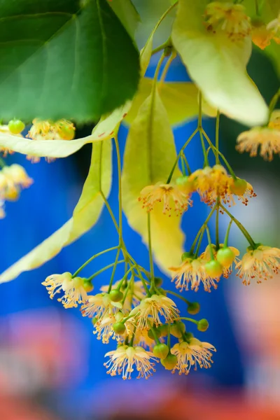Flores de limoeiro — Fotografia de Stock