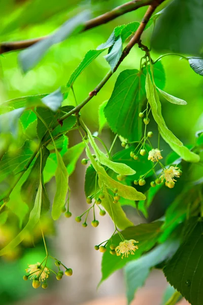 Lime-tree blossoms — Stock Photo, Image