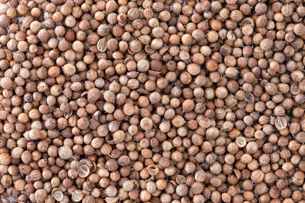Koriander (coriandrum sativum) textuur achtergrond zaden. — Stockfoto