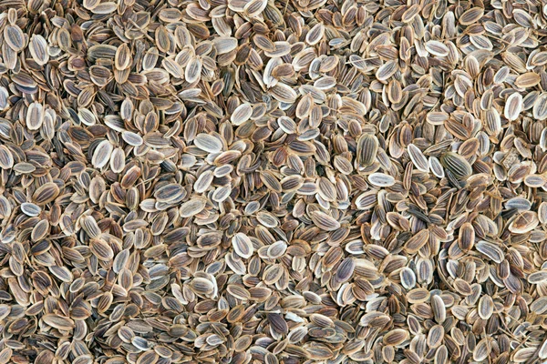 Semi di finocchio (Anethum graveolens ). — Foto Stock