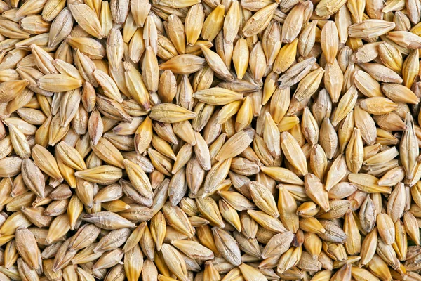 大麦籽粒 (大麦) — 图库照片