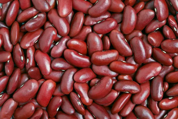 Röd kidneyböna — Stockfoto