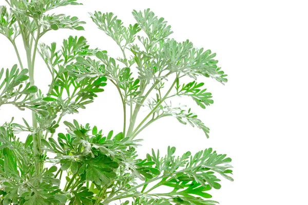 Frischer grüner Artemisia absinthium (Absinthium, Absinth Wermut), — Stockfoto