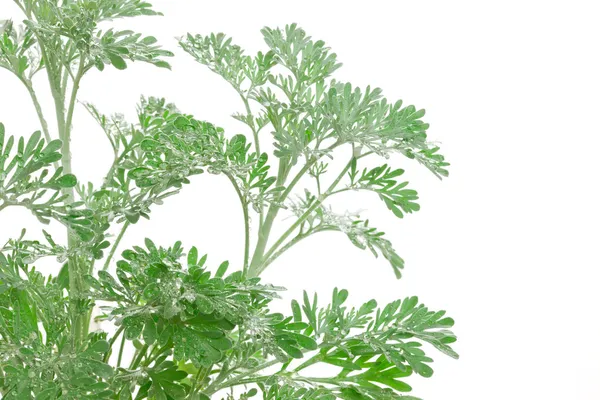 Artemisia absinthium (absenta, ajenjo de absenta, ajenjo, s —  Fotos de Stock