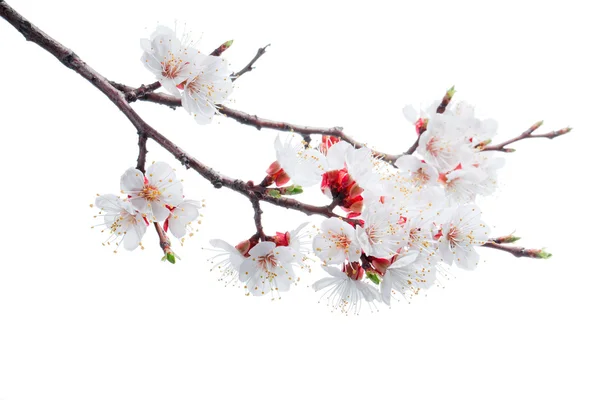 Apricot-tree flowers isolated on white background — Stock Photo, Image