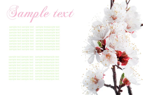 Borda de flores de primavera com texto de amostra — Fotografia de Stock