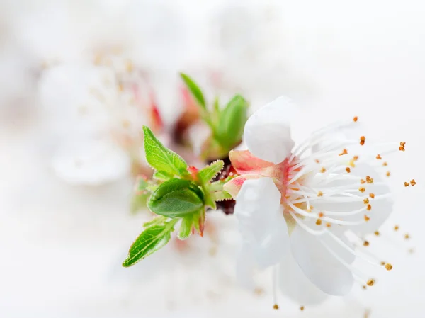 Fehér tavaszi virágok egy faágon közelkép — Stock Fotó