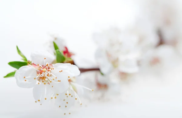 Fehér tavaszi virágok egy faágon közelkép — Stock Fotó