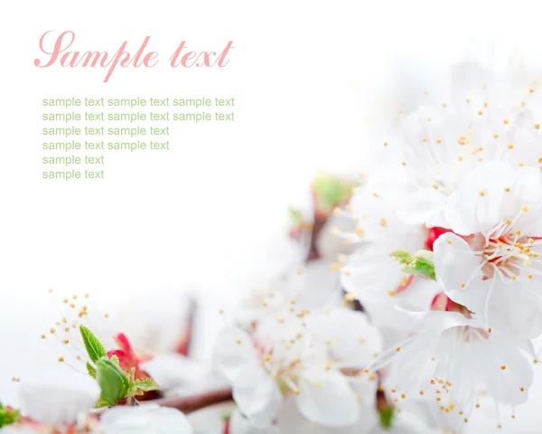 Borda de flores de primavera com texto de amostra — Fotografia de Stock