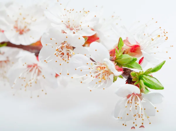 Fleurs blanches printanières sur une branche d'arbre gros plan — Photo