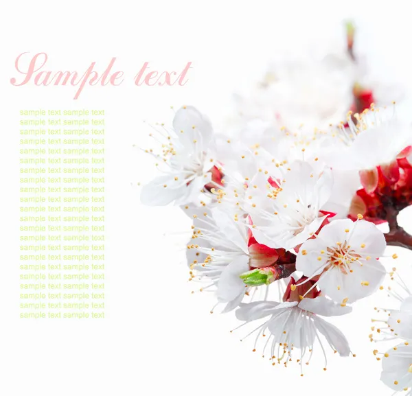 Frühlingsblumen Rand mit Beispieltext — Stockfoto