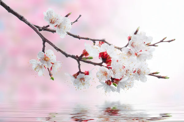 Bílá jarní květiny na větev stromu nad růžové bokeh pozadí — Stock fotografie