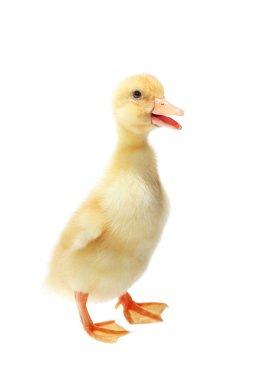 Four days old duckling isolated on white clipart
