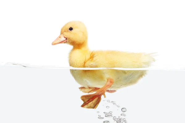 Kis kacsa elszigetelt fehér háttér felett vízen úszó — Stock Fotó